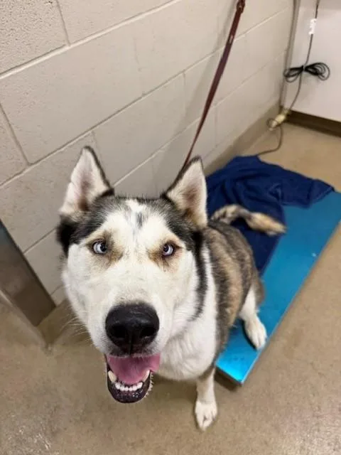 An adult large-sized female Siberian Husky dog named Delilah for adoption in Santa Maria, CA