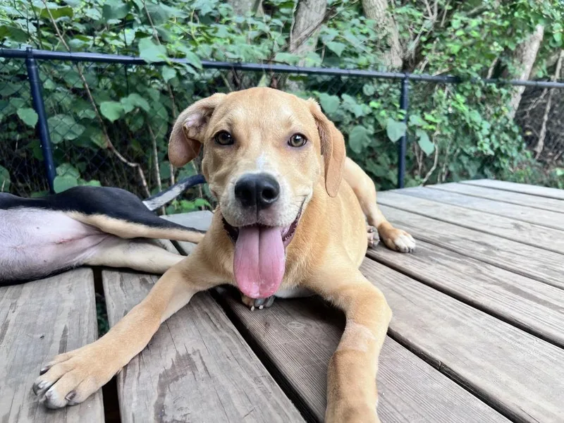 A baby medium-sized male Brown / Chocolate Hound dog named Clover for adoption in Elmsford, NY