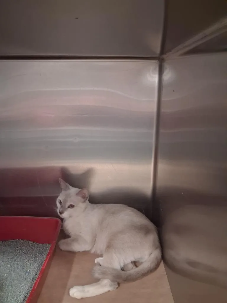 A young large-sized female Domestic Short Hair cat named Bethany for adoption in Cartersville , GA
