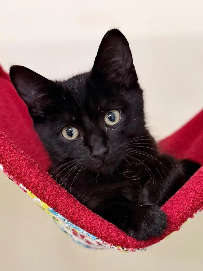 A baby medium-sized female Domestic Short Hair cat named Blackberry for adoption in Menomonie, WI