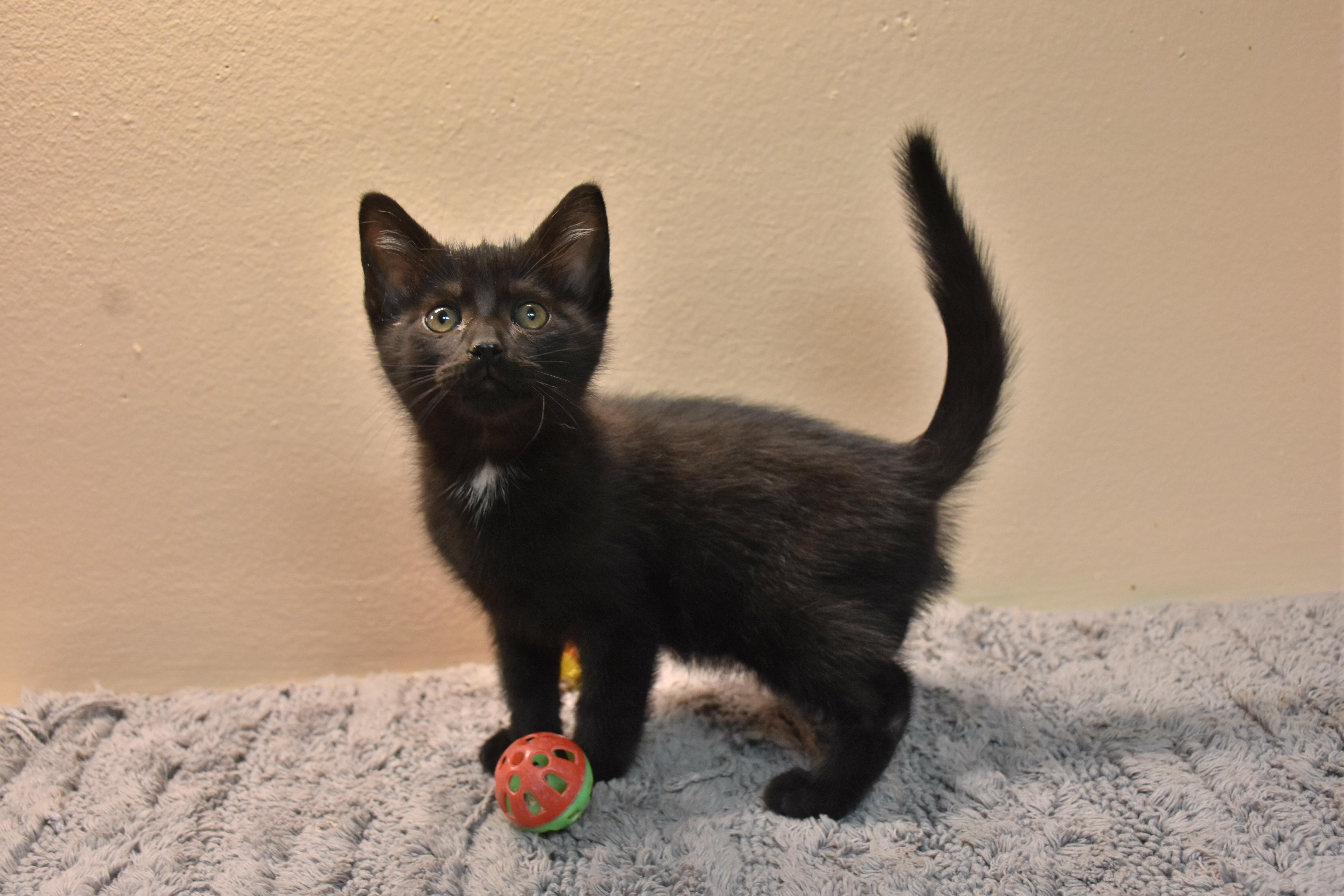 A baby small-sized male Domestic Short Hair cat named Finn for adoption in North Judson, IN