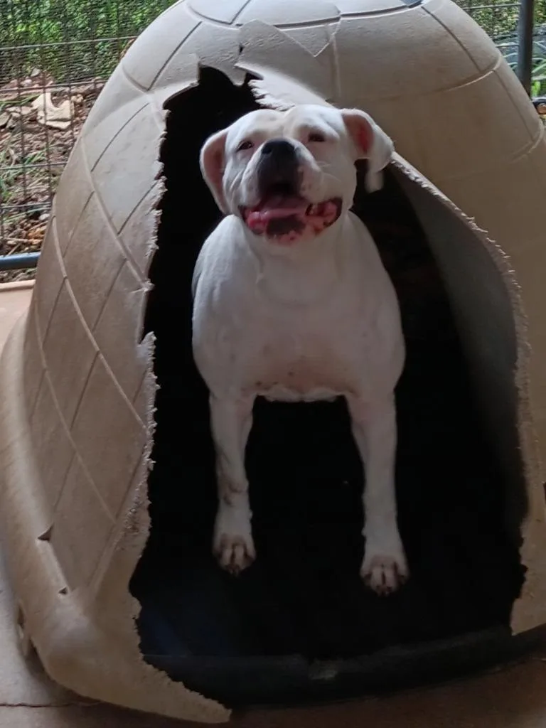A young medium-sized male Bull Terrier dog named Polar for adoption in Marianna, FL