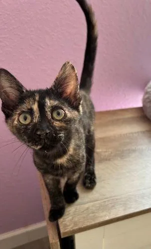 A baby medium-sized female Tortoiseshell cat named Suzie for adoption in Rutherfordton, NC