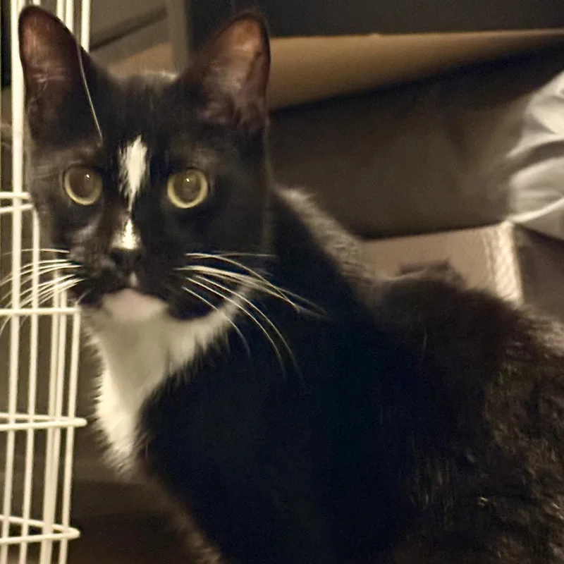 Symphony thumbnail 2