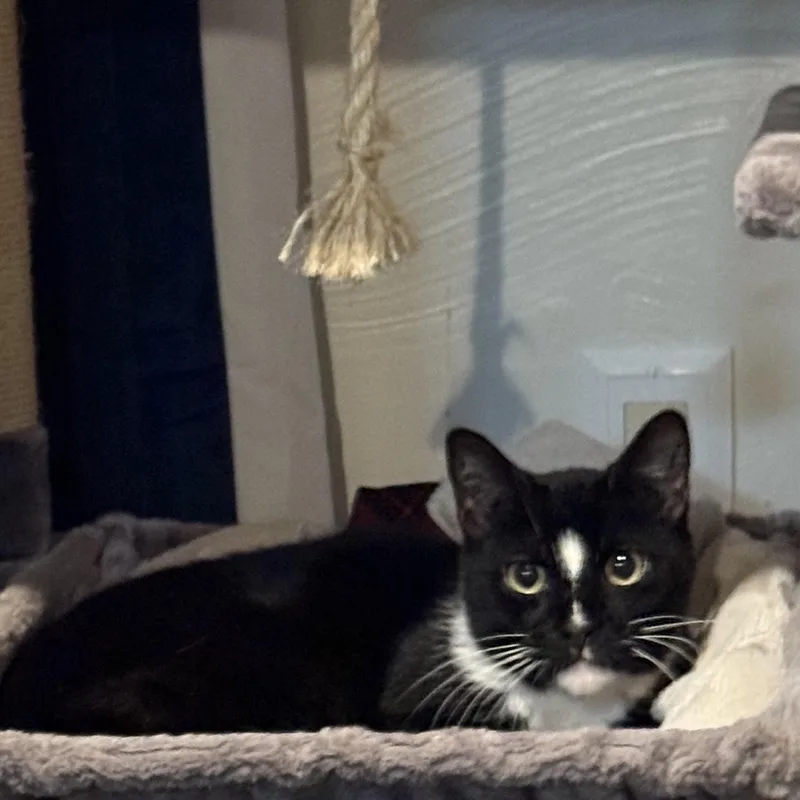 Symphony thumbnail 3