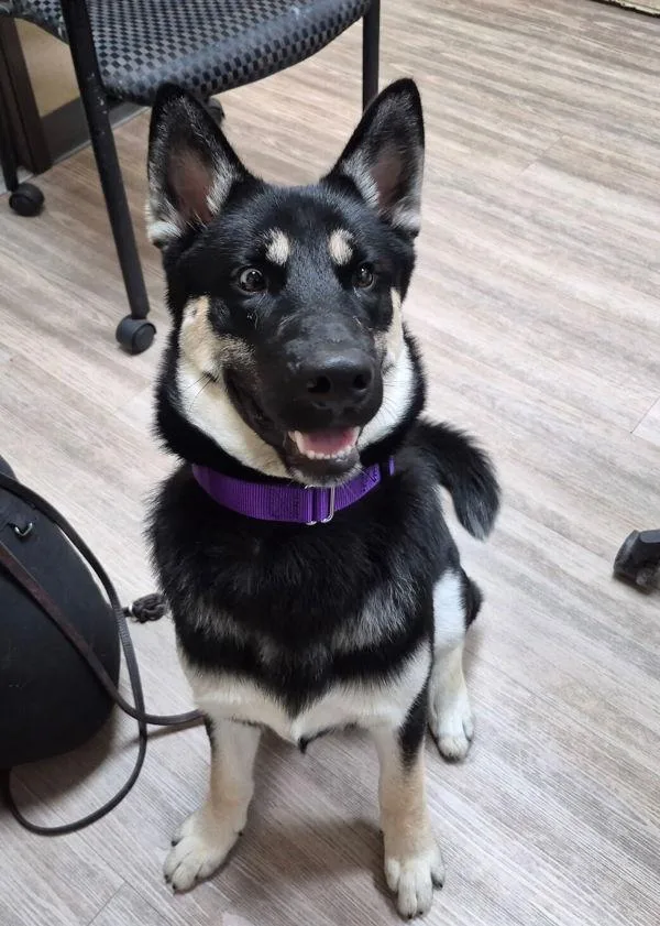 A young small-sized male Siberian Husky dog named Goofy Goober for adoption in Oceanside, CA