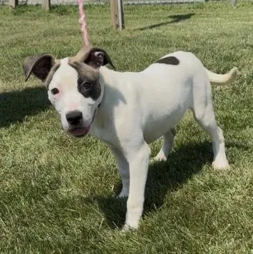 A young medium-sized female White / Cream Pit Bull Terrier dog named Gracie for adoption in Chillicothe, MO