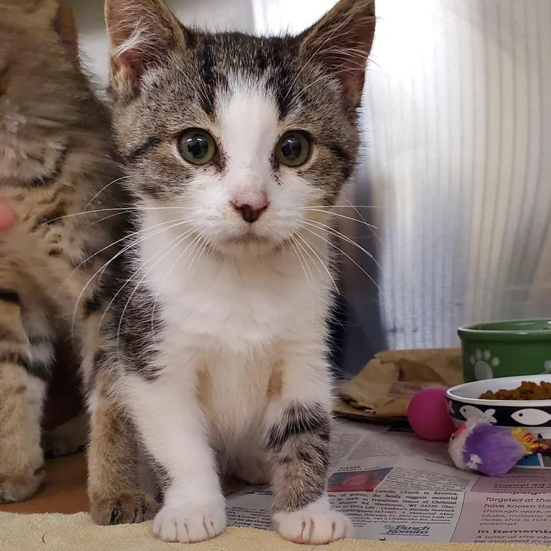 A baby small-sized male Domestic Short Hair cat named Smudge for adoption in Novelty, OH