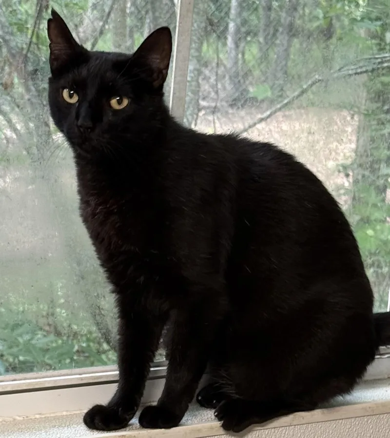 Pepper