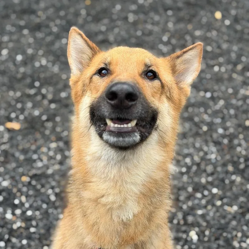 An adult large-sized male Mixed Breed dog named Surfer for adoption in Asheville, NC