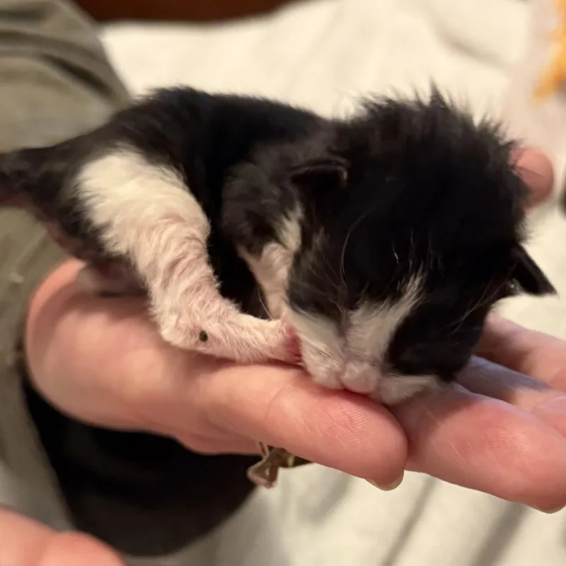 A baby small-sized female Black Domestic Short Hair cat named Heidi for adoption in Tacoma, WA