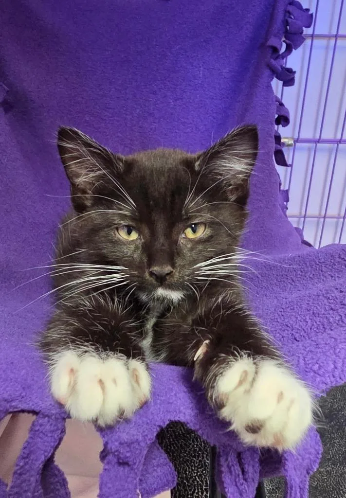 Pistachio thumbnail 2