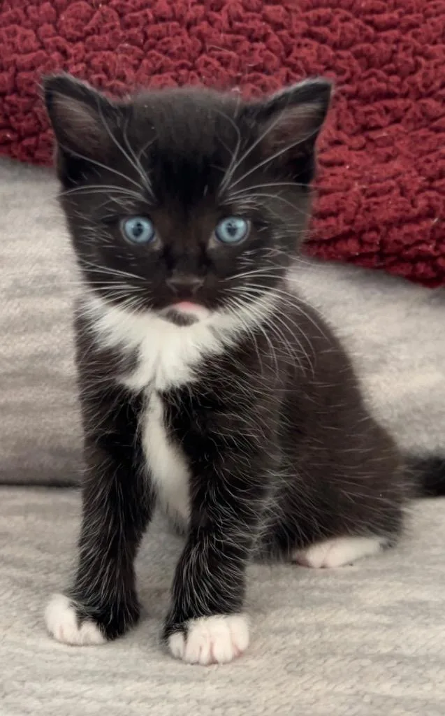 Pistachio thumbnail 3