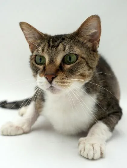 A senior medium-sized female Domestic Short Hair cat named Piggy for adoption in Bowling Green, KY