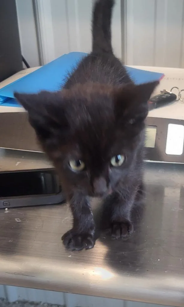 A baby medium-sized male Domestic Short Hair cat named Magnum for adoption in Medford, WI