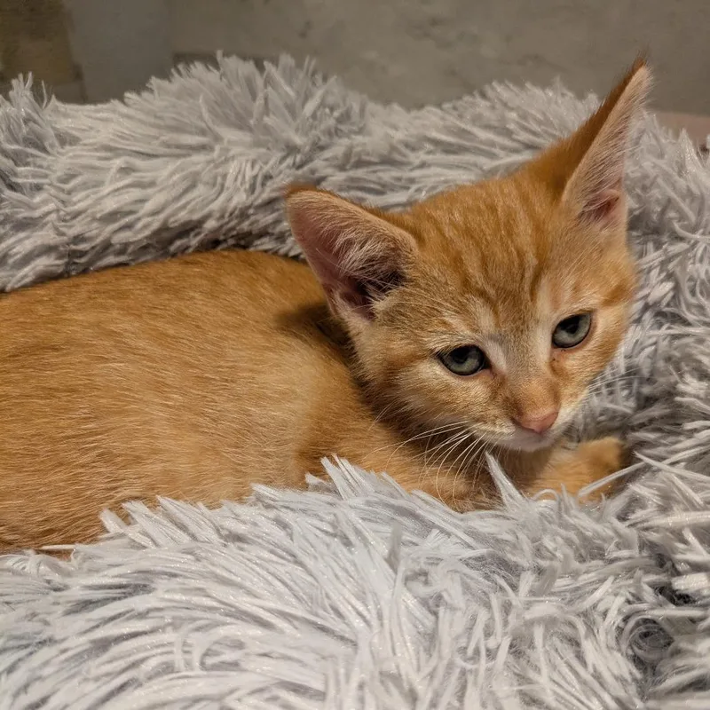 A baby small-sized male Orange / Red Domestic Short Hair cat named Sunny C for adoption in Princeton, MN