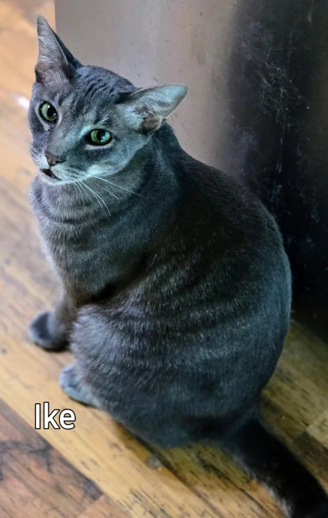 An adult medium-sized male Domestic Short Hair cat named Ike for adoption in Spring, TX