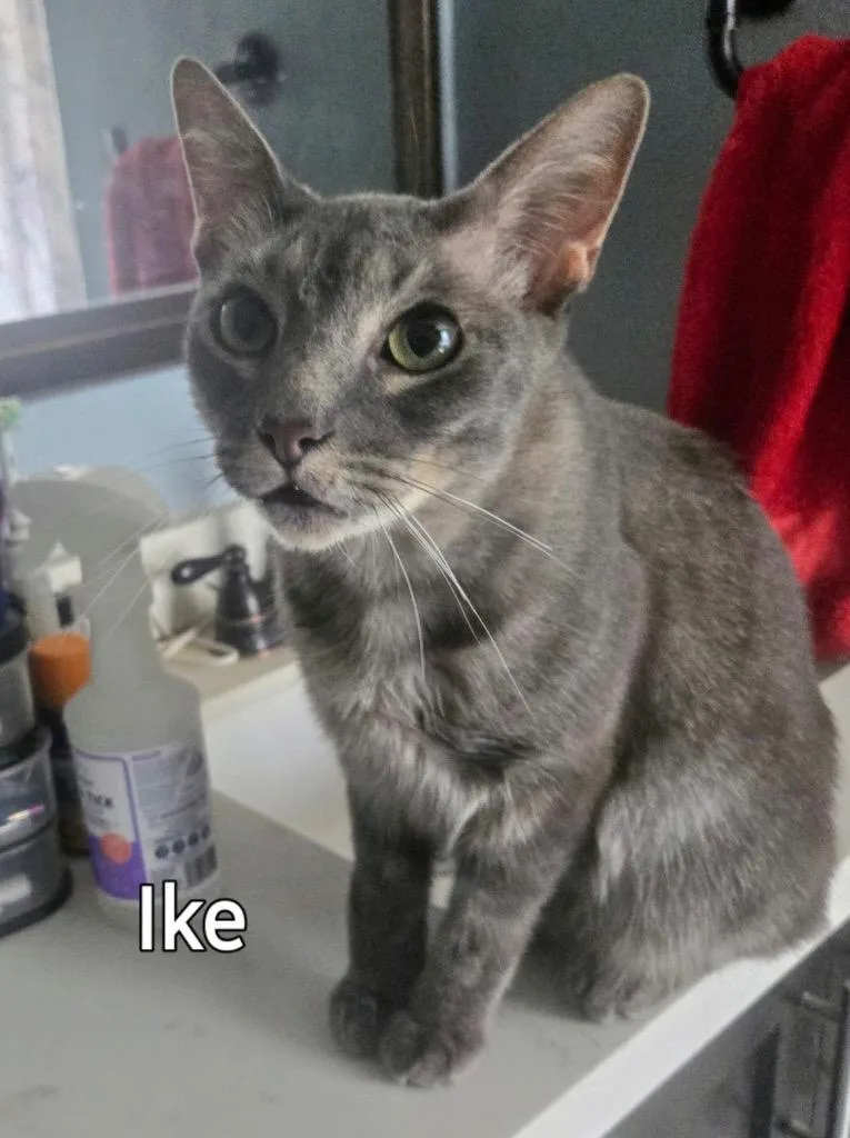 Ike thumbnail 2