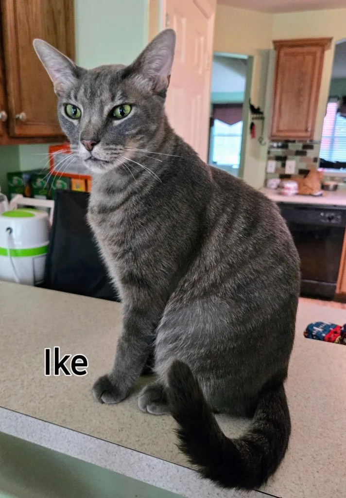 Ike thumbnail 3