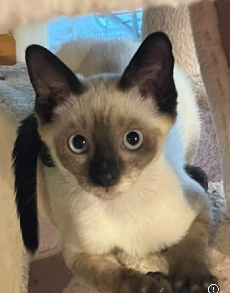 A baby small-sized female Siamese cat named Tonya for adoption in Phoenix, AZ
