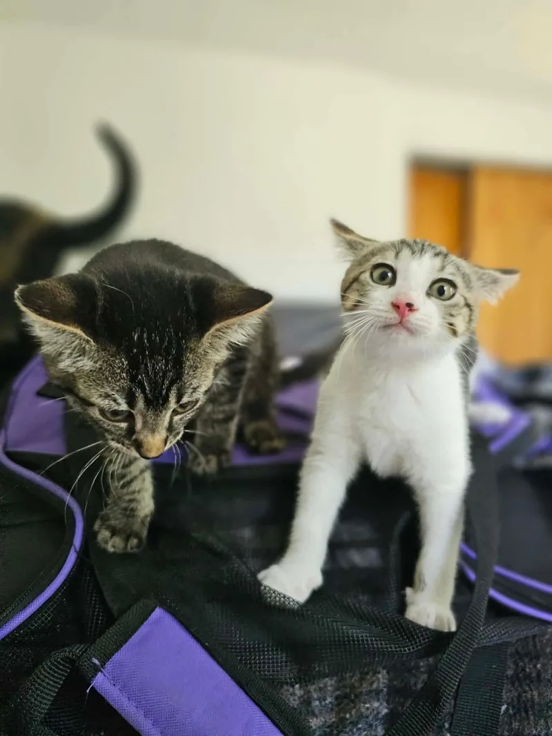 A baby small-sized female Tabby (Brown / Chocolate) Domestic Short Hair cat named Muffin for adoption in East Lansing, MI