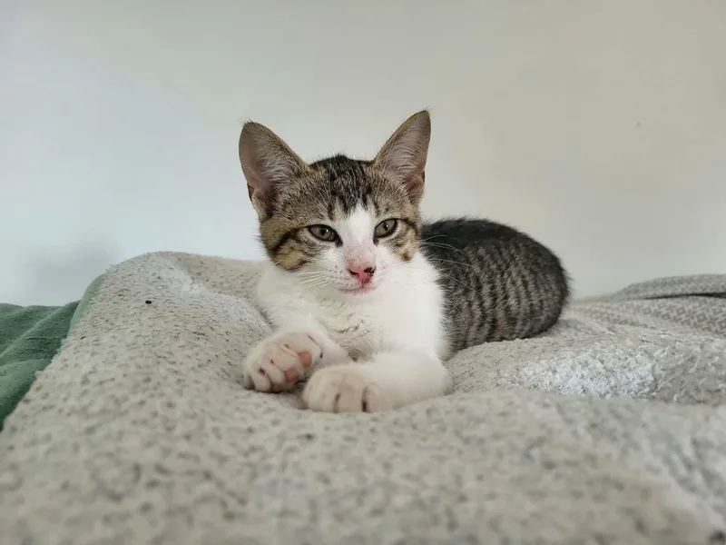 Muffin thumbnail 2