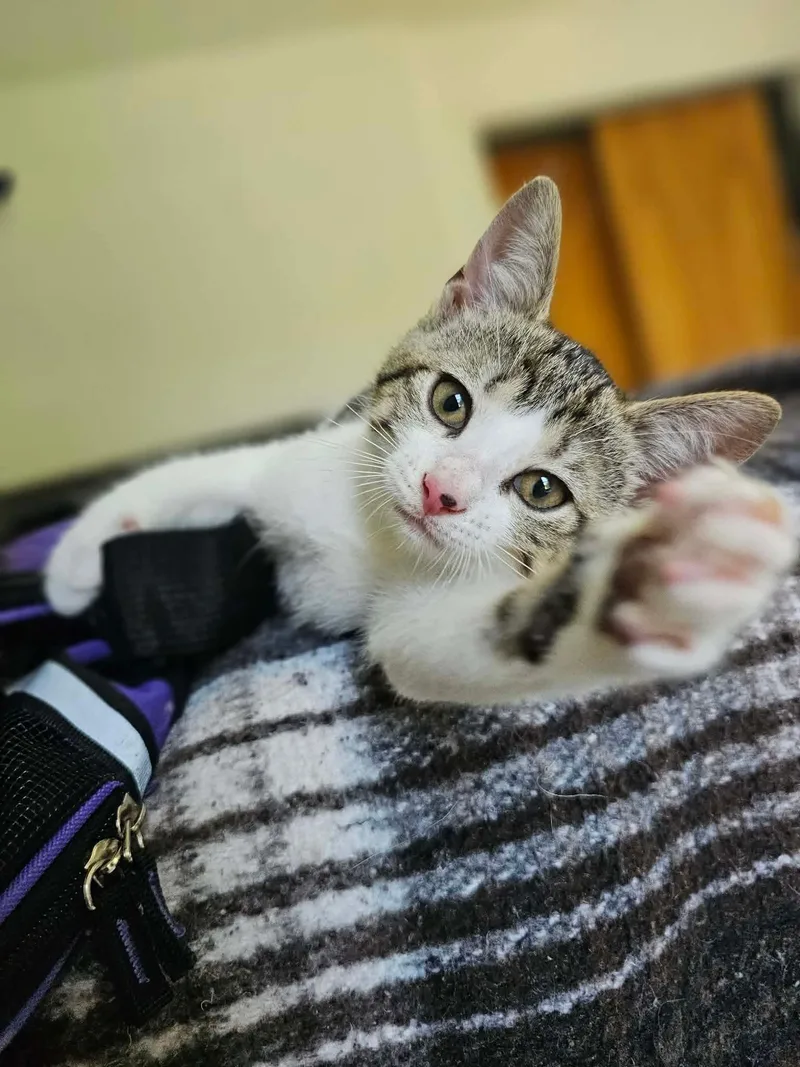 Muffin thumbnail 3