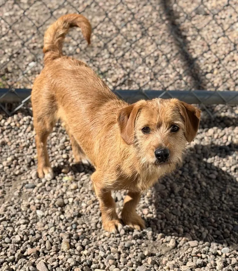 A young small-sized male Red / Chestnut / Orange Dachshund dog named Dexter for adoption in Columbus, NE