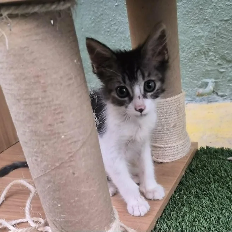 A baby small-sized male Black Domestic Medium Hair cat named Orion for adoption in Las Cruces, NM