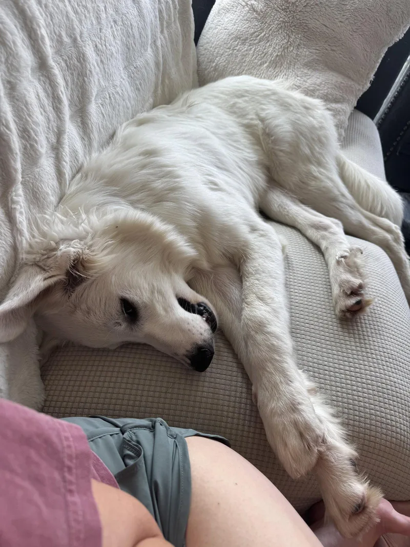 Kodi