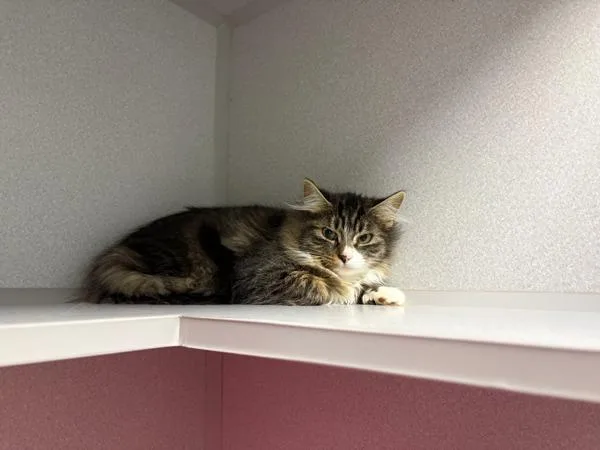A young medium-sized female Domestic Medium Hair cat named Maizey for adoption in Stratham, NH