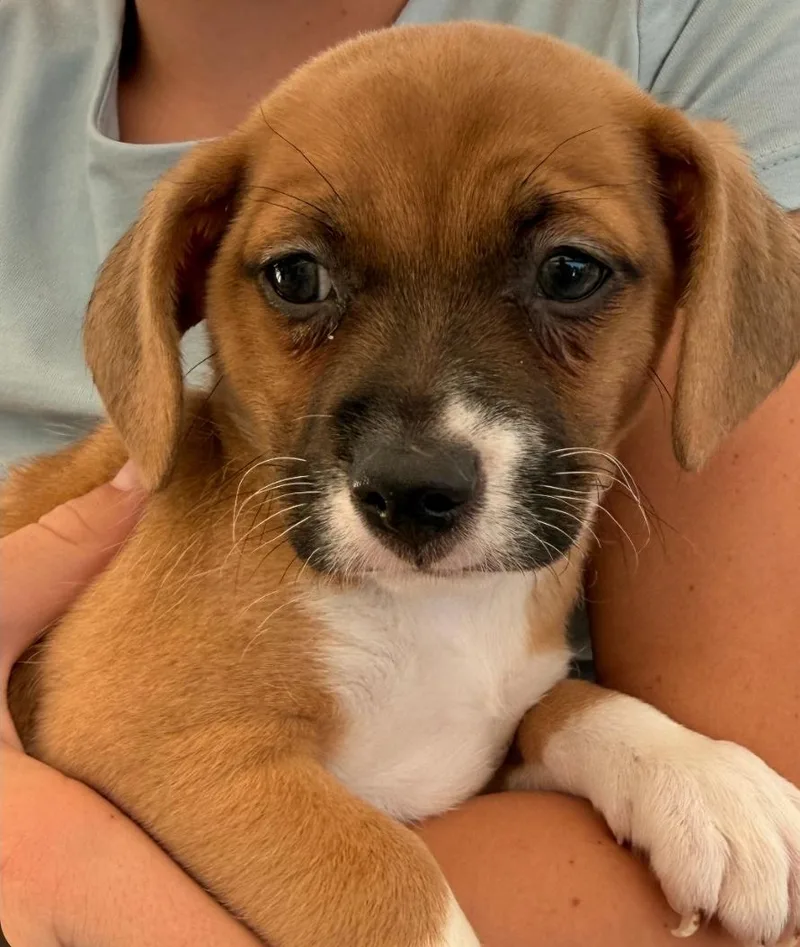 Buster