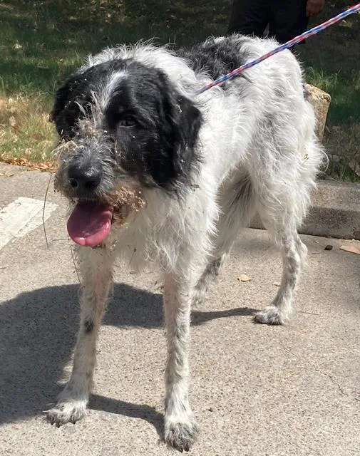 An adult large-sized female Mixed Breed dog named Betty for adoption in Dallas, TX