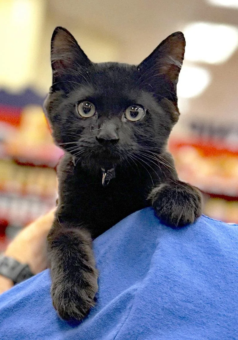 A baby medium-sized male Black Domestic Short Hair cat named Boo for adoption in Ventura, CA