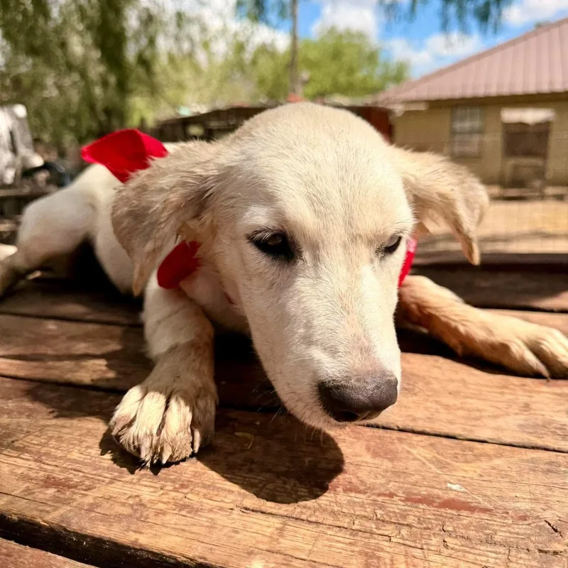 A baby medium-sized male Golden Retriever dog named Princey for adoption in Gregory, TX