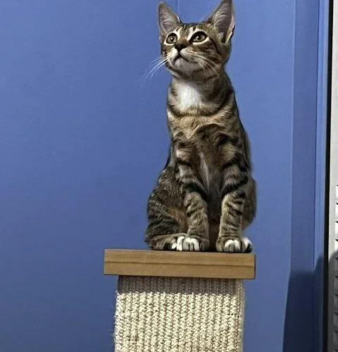 A baby small-sized female Tabby (Brown / Chocolate) Domestic Short Hair cat named Tuna for adoption in Tampa, FL