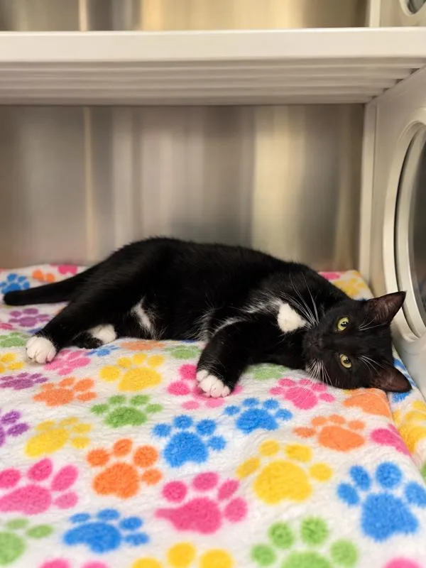 A young medium-sized female Domestic Short Hair cat named Jolie for adoption in Lafayette, LA