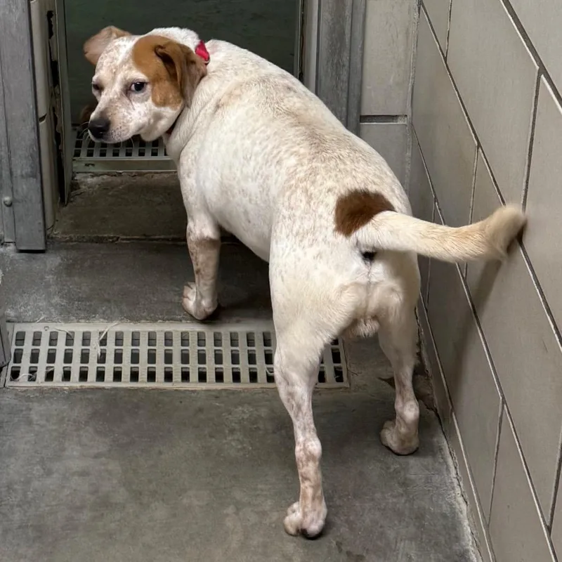 An adult large-sized male White / Cream Beagle dog named Spike for adoption in Waynesburg, PA