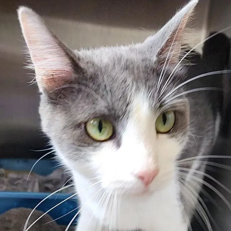 A young medium-sized female White Domestic Short Hair cat named Elizabeth Taylor for adoption in Oak Park, IL
