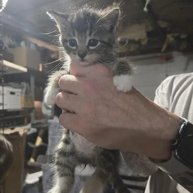 A baby small-sized male Brown / Chocolate Domestic Short Hair cat named Roady for adoption in Sioux Falls, SD