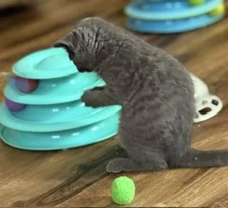 A baby medium-sized female Gray / Blue / Silver Domestic Short Hair cat named Sara for adoption in Lemoyne, PA