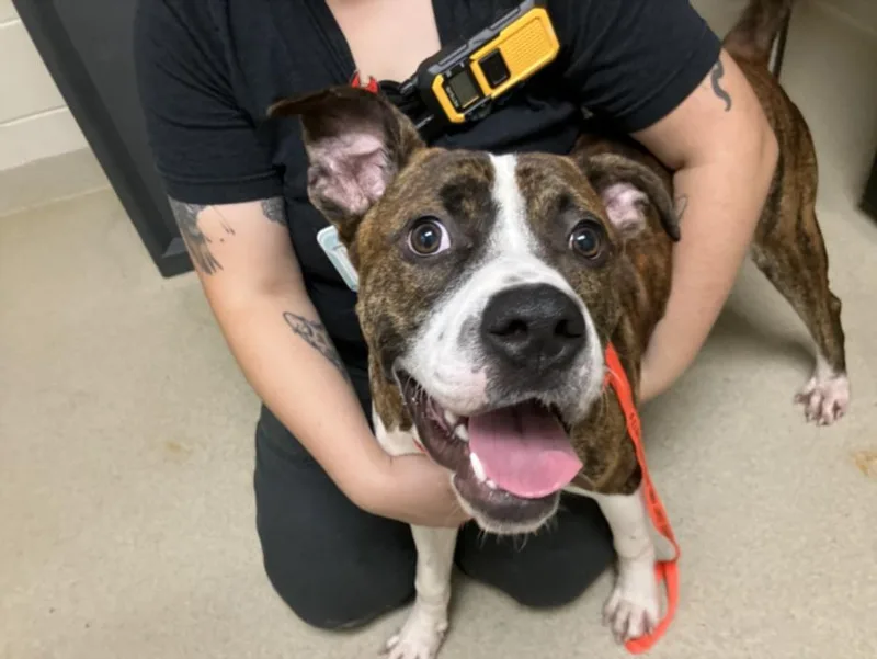 A young medium-sized male Pit Bull Terrier dog named Louie for adoption in Chapel Hill, NC