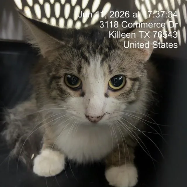 A young medium-sized male Domestic Short Hair cat named Clover for adoption in Killeen, TX