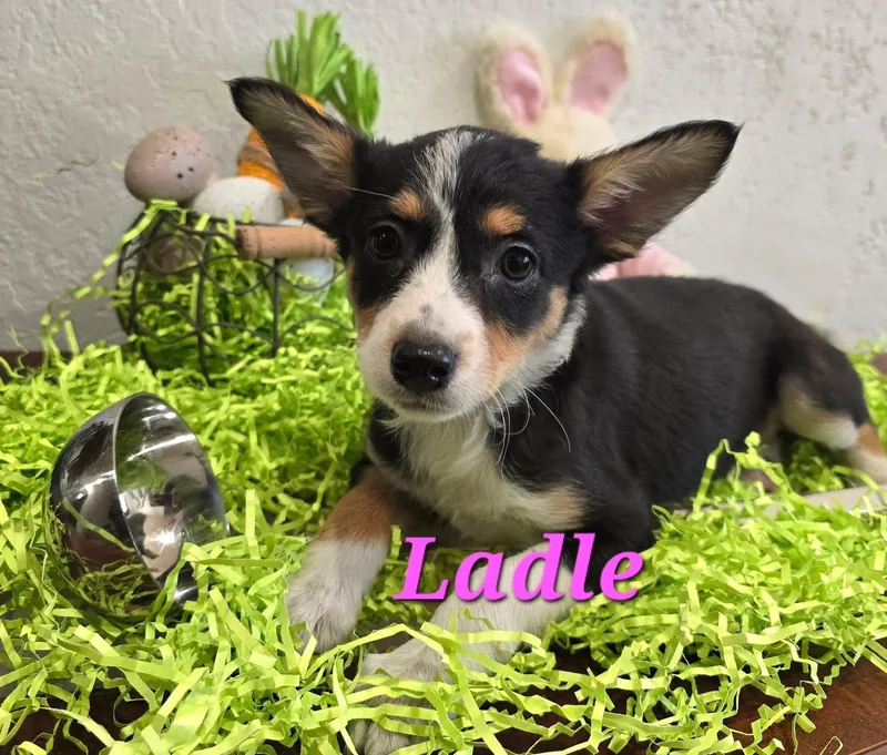 A baby small-sized female Terrier dog named Ladle for adoption in Modesto, CA