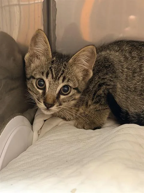 A baby small-sized male Domestic Short Hair cat named Redwood for adoption in Santa Cruz, CA
