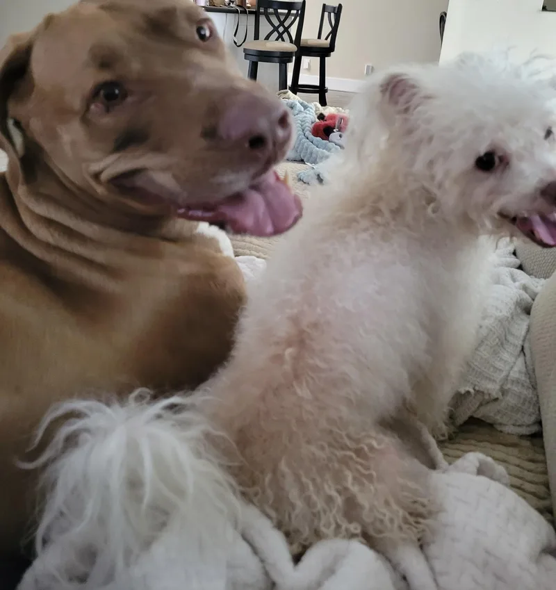 A young small-sized male Maltipoo dog named Lucky for adoption in Boynton Beach, FL