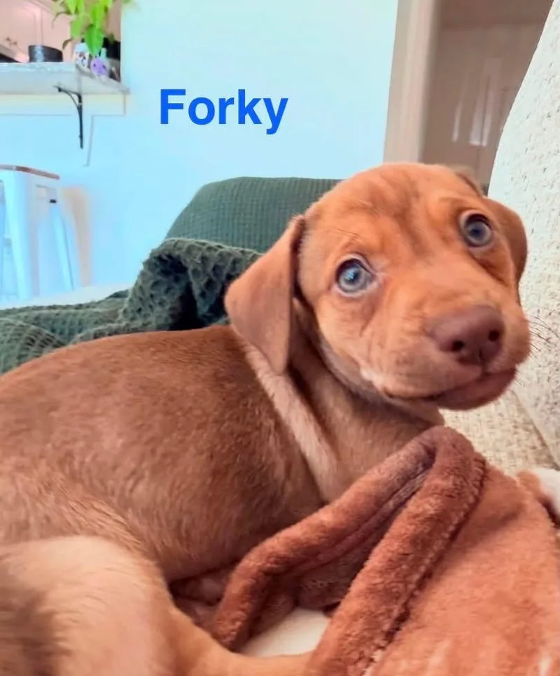 Forky