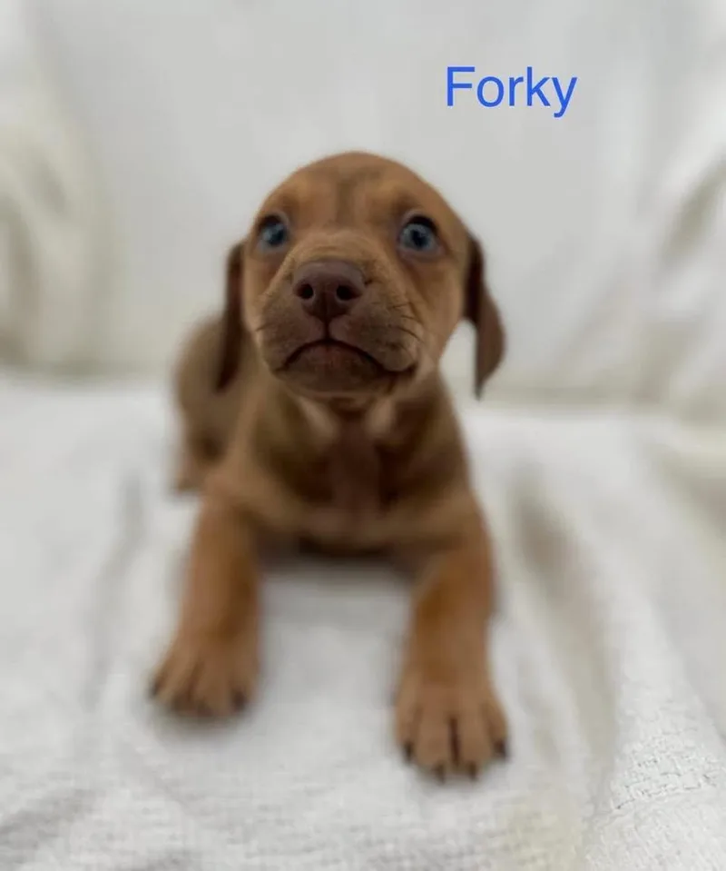 Forky thumbnail 2