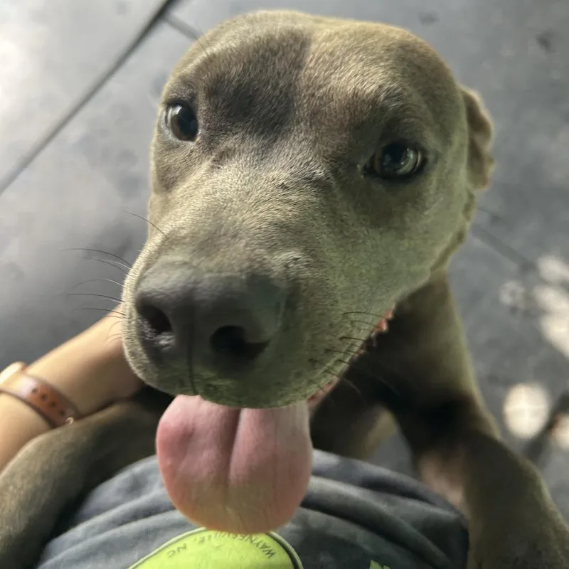 A young small-sized male Gray / Blue / Silver American Staffordshire Terrier dog named Jacob for adoption in Waynesville, NC