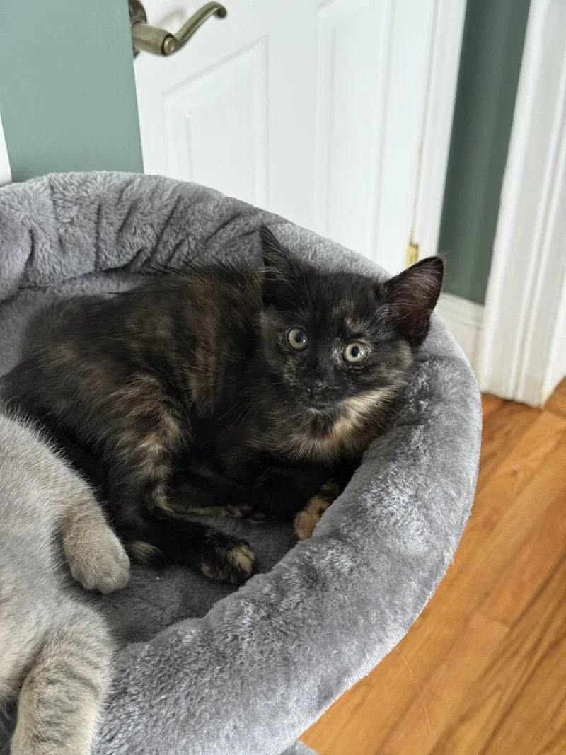 A baby medium-sized female Domestic Short Hair cat named Axle Fender for adoption in Brooklyn, NY